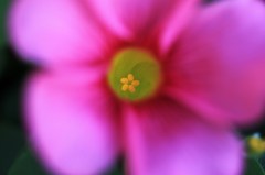 花心
