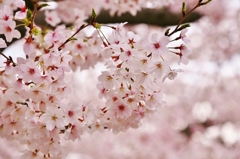 桜はピンクです