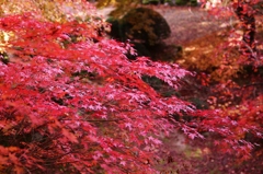 大窪寺庭園の紅葉