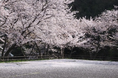 桜の絨毯