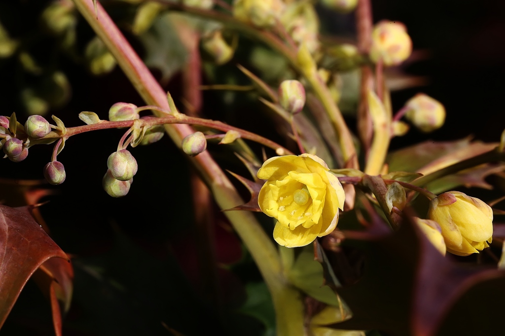 ヒイラギナンテンの開花