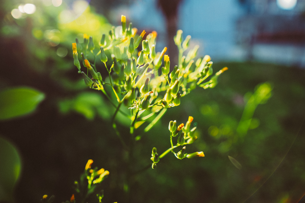 花