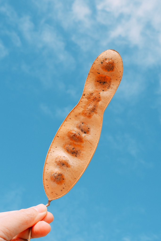 フルーツ