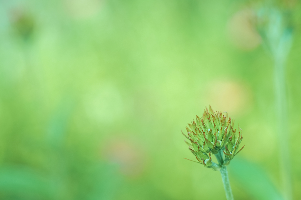 緑の花
