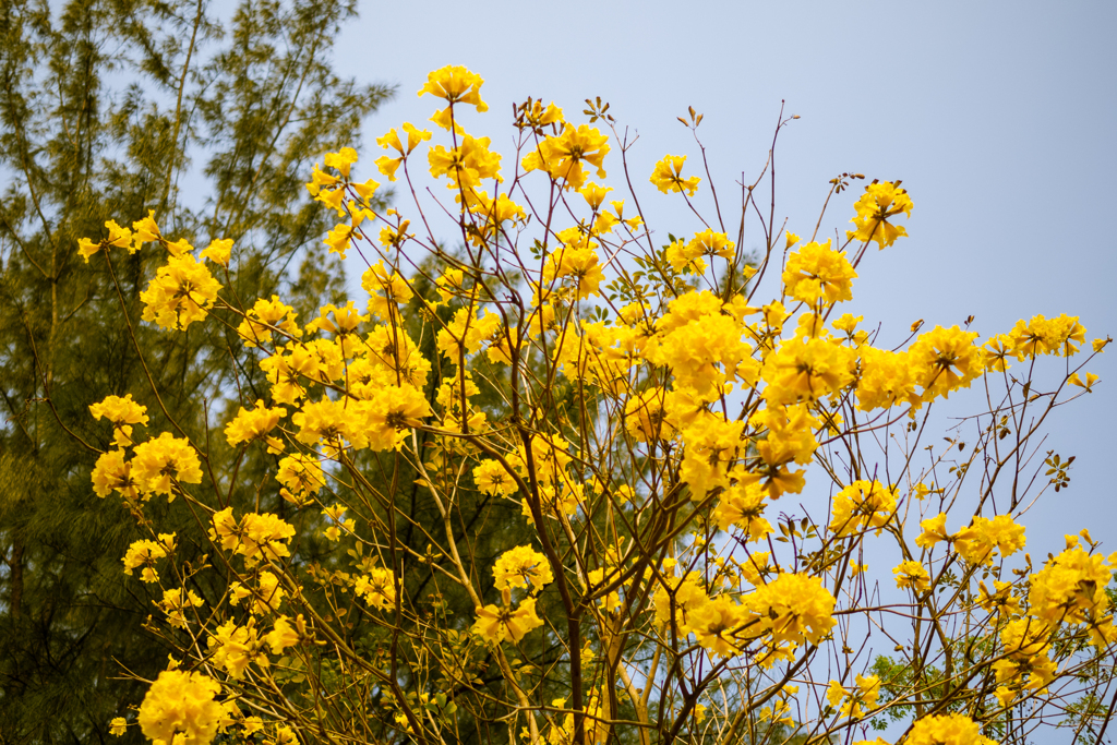 紫陽花