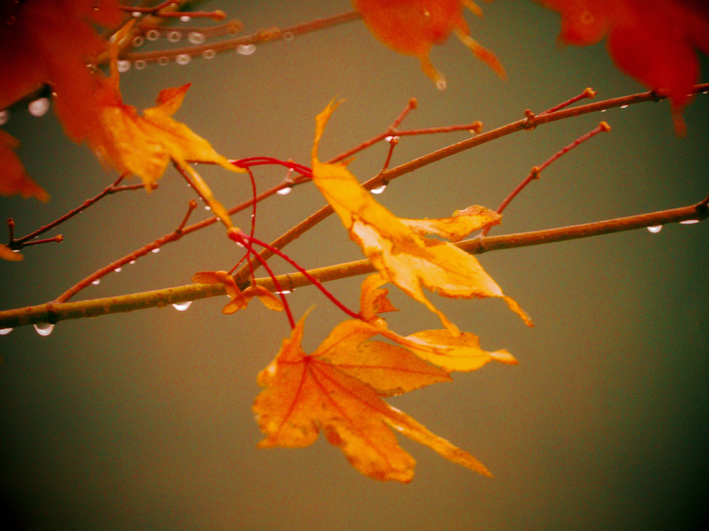 紅葉I