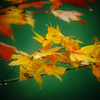 紅葉II
