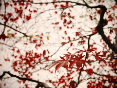 雨もみじ