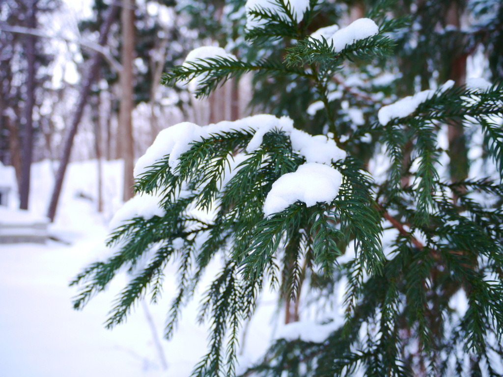 雪