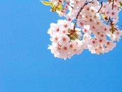 青空に桜