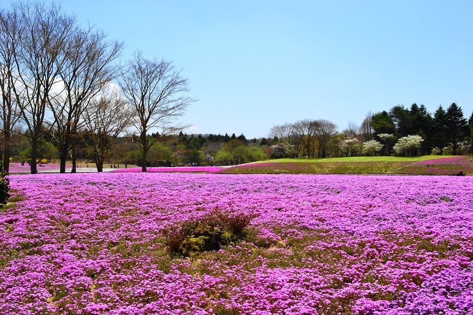 芝桜