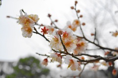 梅