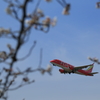 桜と飛行機