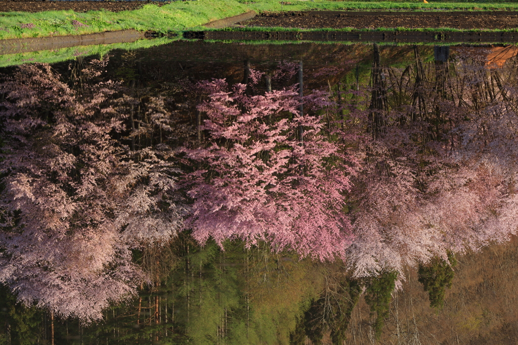 鏡面桜