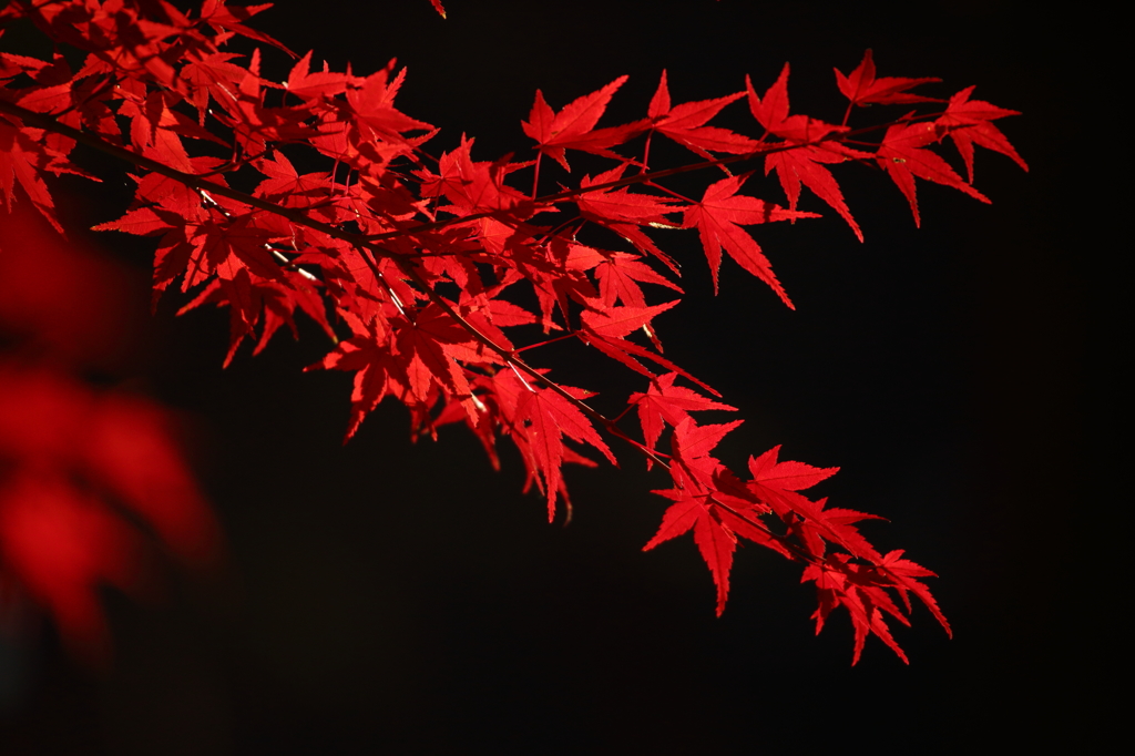 紅色