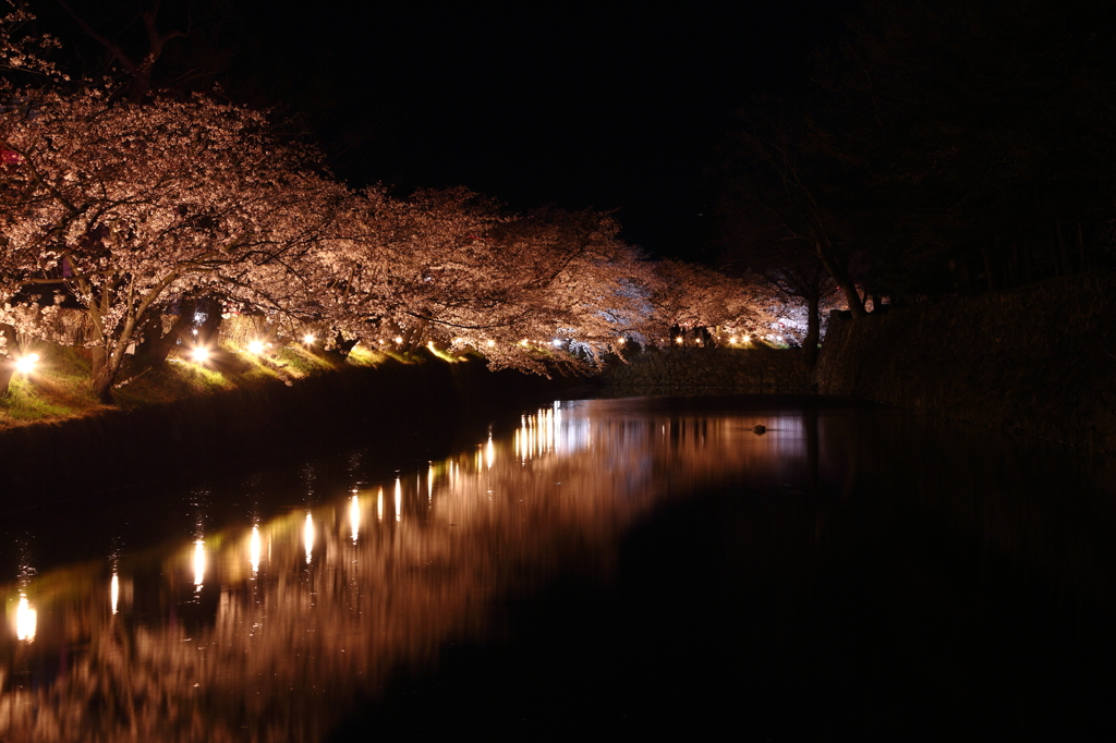 夜桜