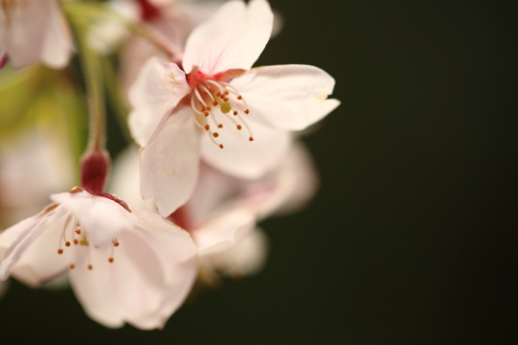 sakura