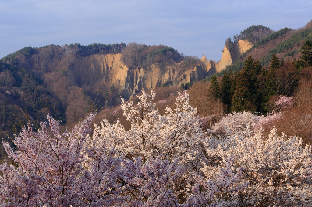 断子落としと桜