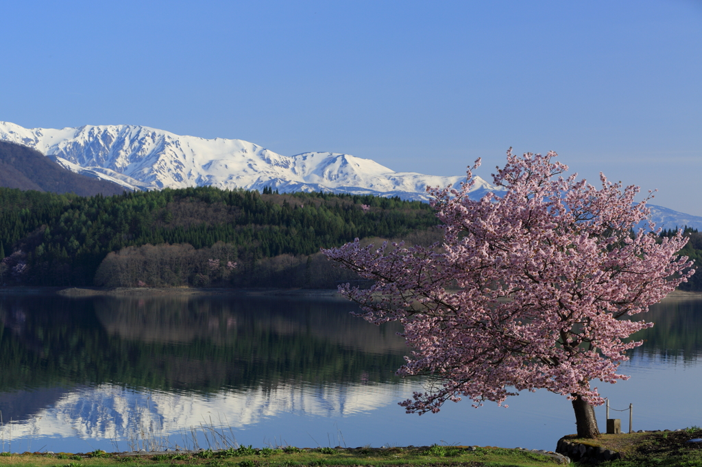 一本桜