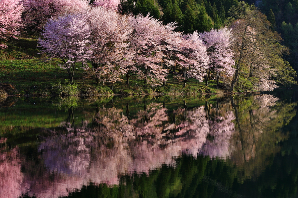 湖と桜のハーモニー
