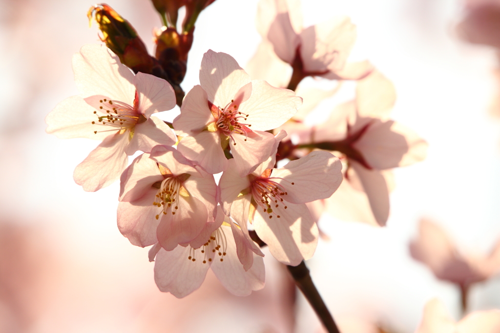 桜