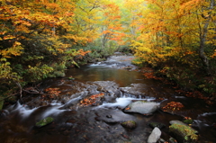 紅葉のせせらぎ