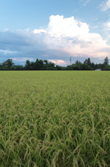 夏の終わり・稲穂