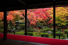 京都の秋 - 圓光寺