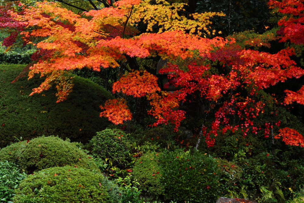 京都の秋 - 龍安寺