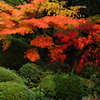 京都の秋 - 龍安寺
