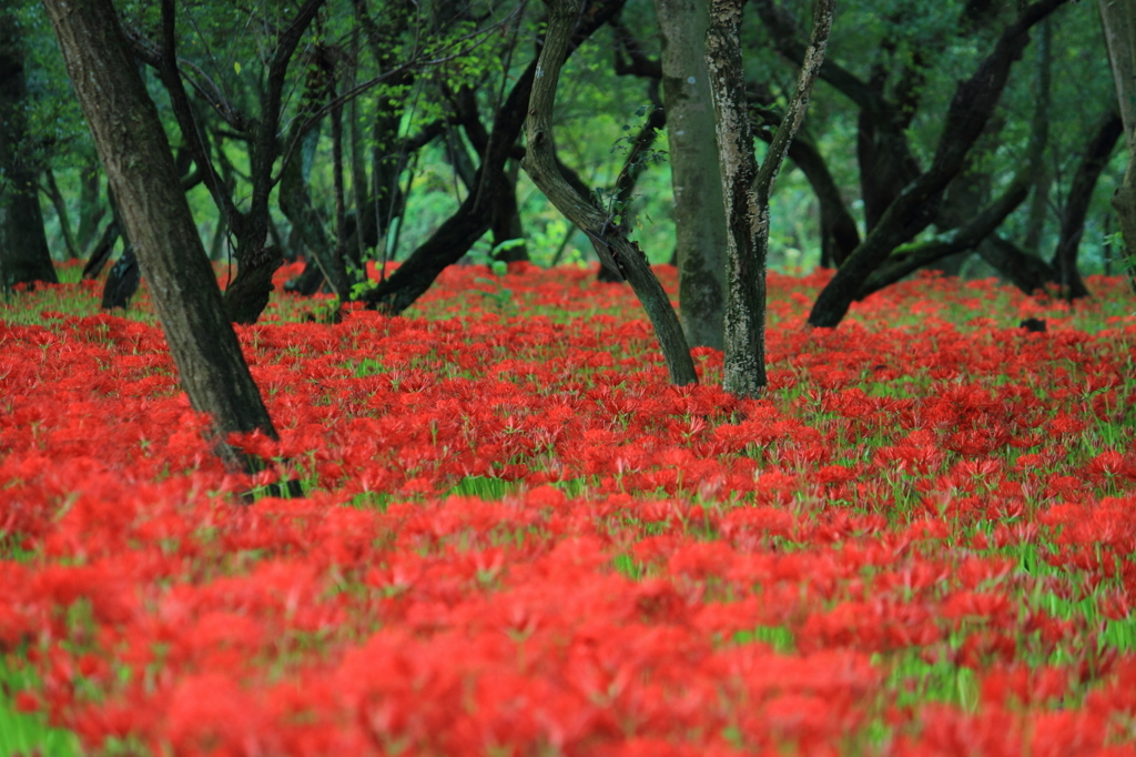 迷いの森
