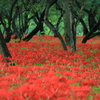 迷いの森