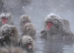 ゆめみ心地