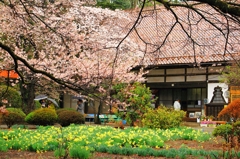 神代桜