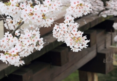 橋と桜