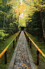 京都の秋 - 高桐院