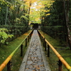 京都の秋 - 高桐院