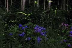 紫陽花と蛍