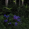紫陽花と蛍