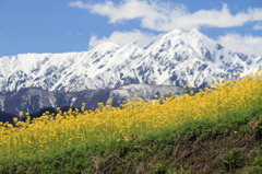 残雪の鹿島槍と、満開の菜の花