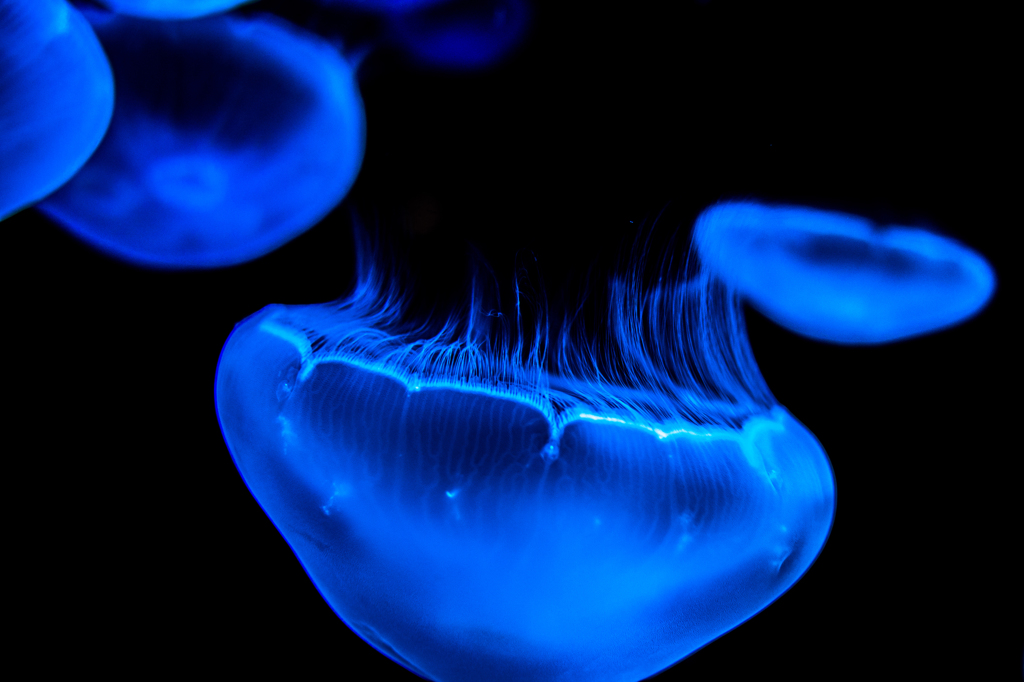 jellyfish