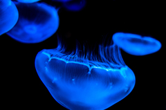 jellyfish