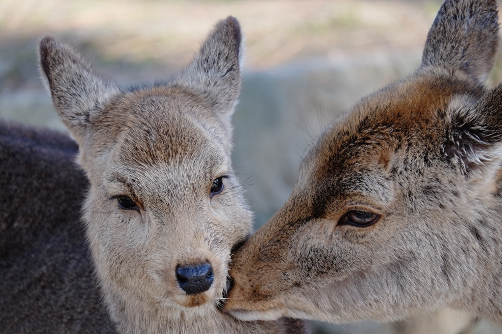 フレンチキス