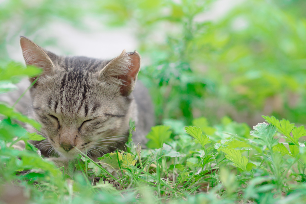CAT
