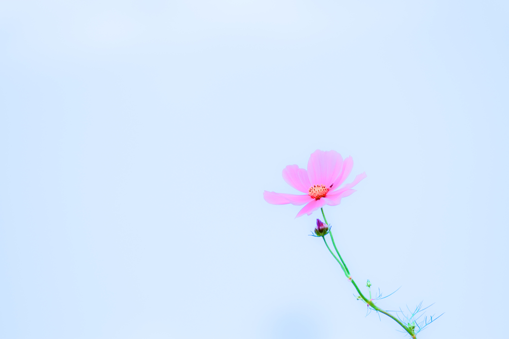 秋 桜