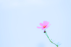 秋 桜