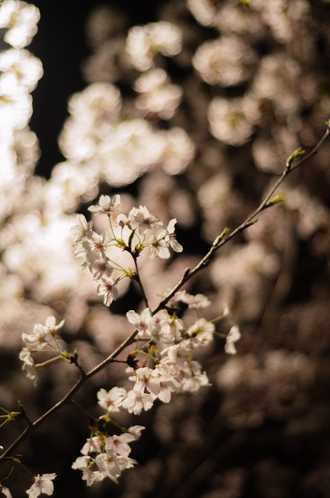 夜桜