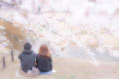 お花見