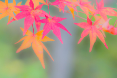 淡