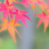 淡
